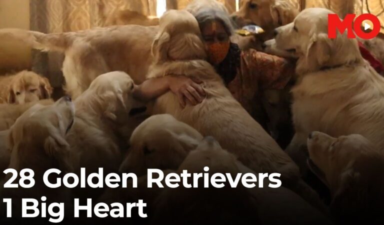 Bengaluru woman walks with 28 Golden Retrievers – A story of love & healing